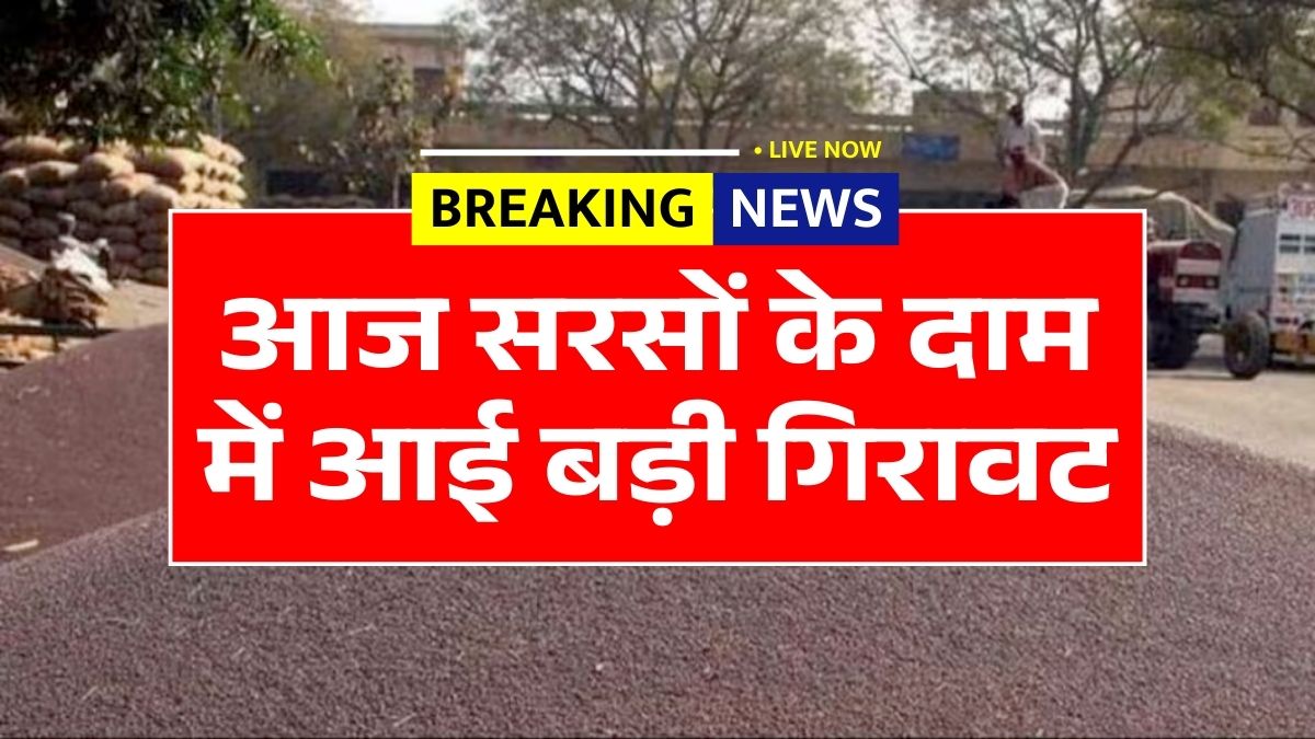 Sarso Rate Today 2026 News